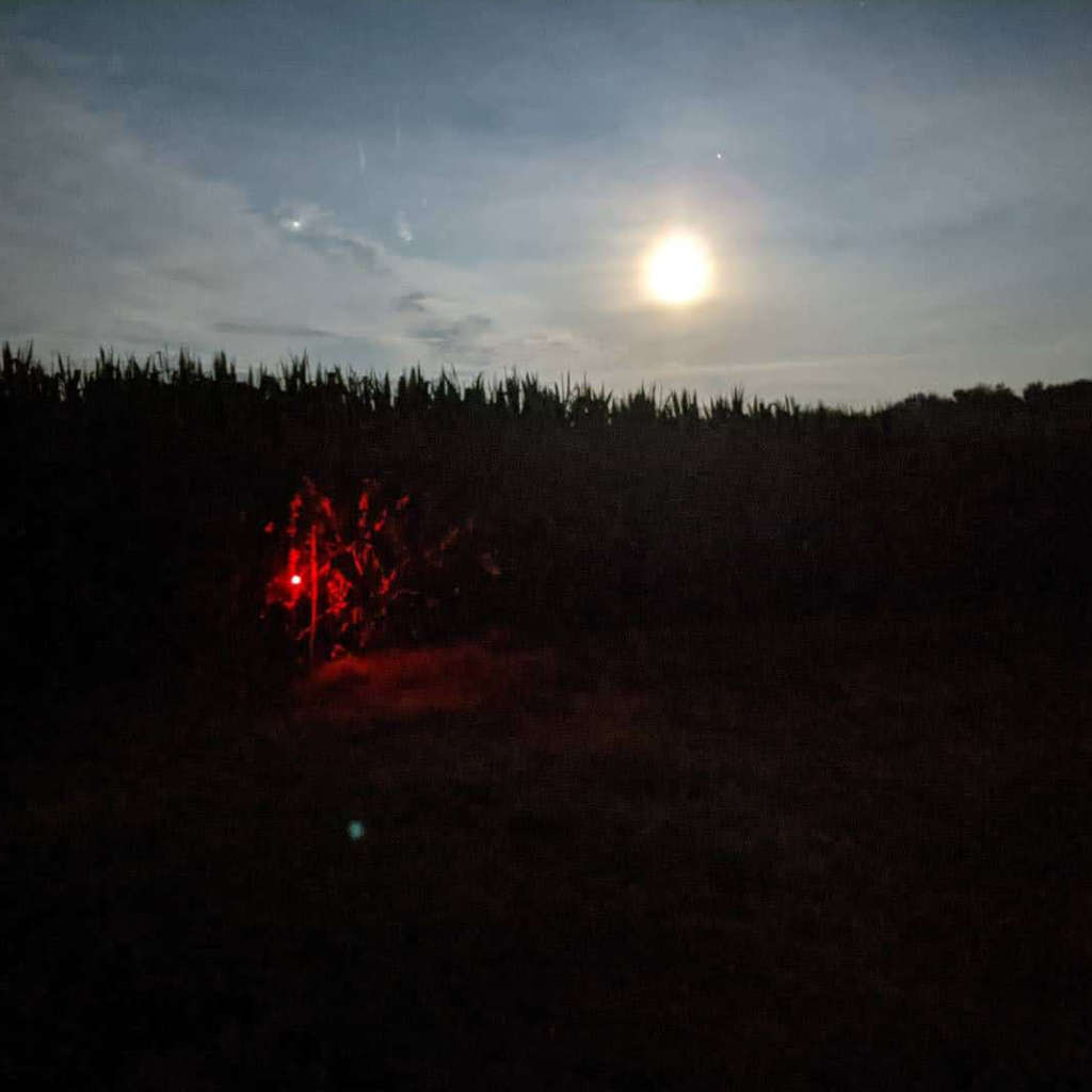 Hänsel & Gretel LED Blinklicht als Markierung einer Wundfährte im Rahmen einer nächtlichen Schwarzwildjagd am Mais. An dieser Stelle ist das verendende Stück in den Mais gewechselt. Durch das Orientierungslicht einfach in der Dunkelheit wieder zu finden.