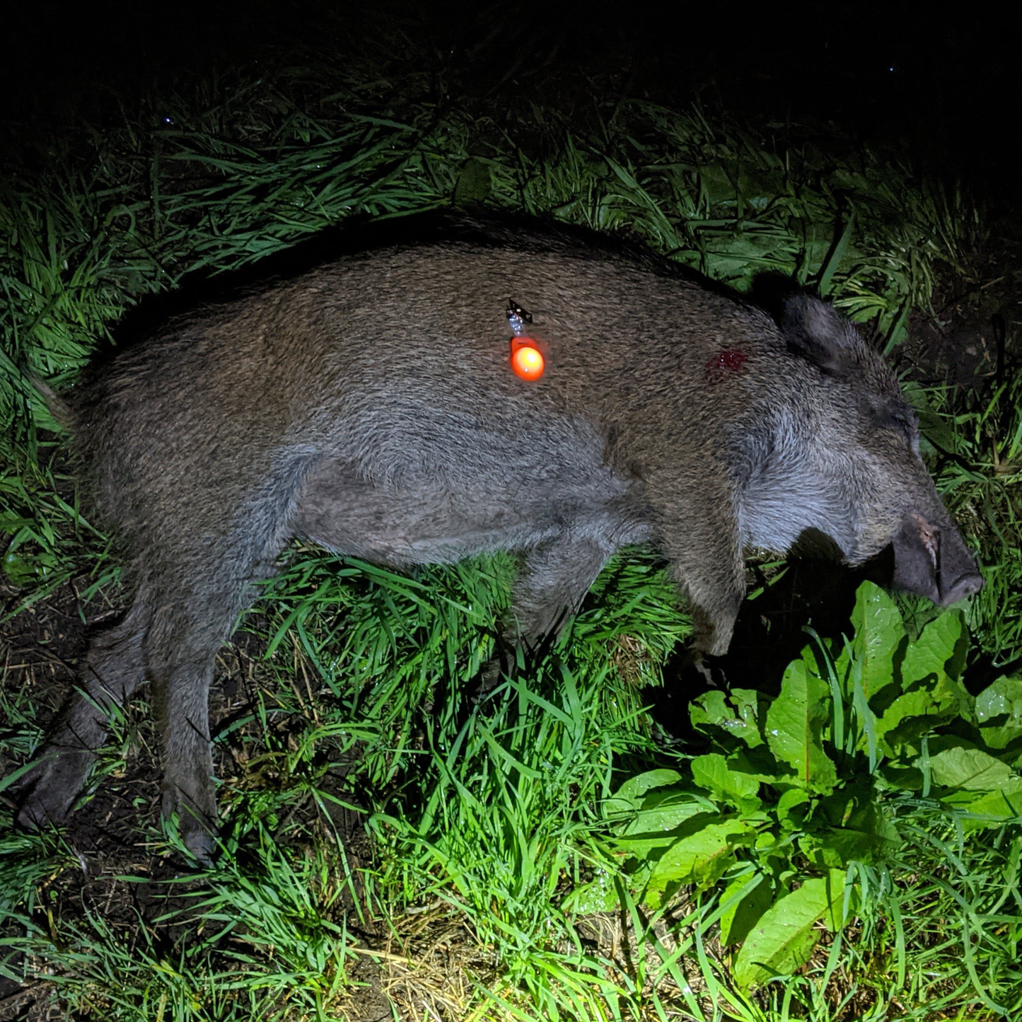 LED Blinklichter zur Markierung des Anschusses, von Prischzeichen, der Beute, der Schussposition bei der Jagd und auf Nachsuche bei Dunkelheit. Mit Universal-Clip zur Befestigung. Wasserfest und mit Wechselbatterie.